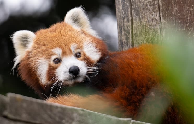 A red panda