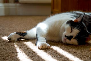 A cat
