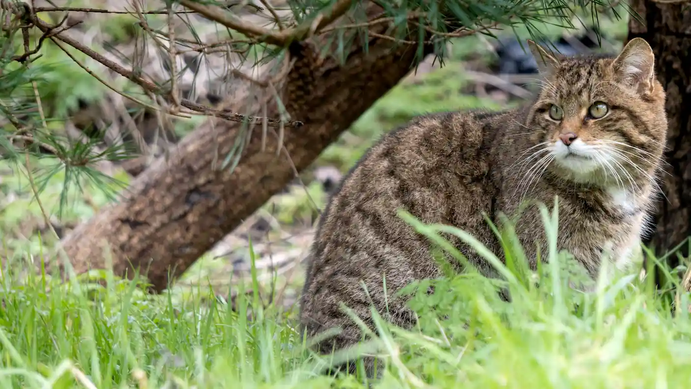 A Scottish wildcat