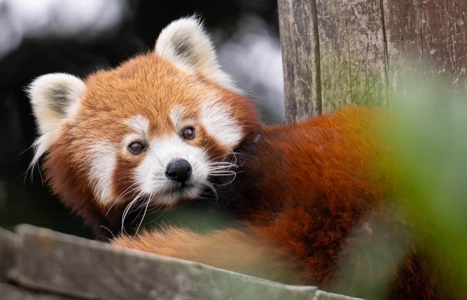 A red panda