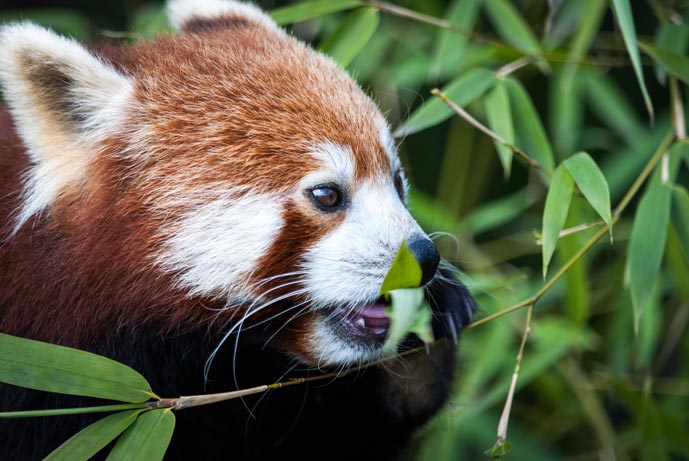 A red panda eating leaves